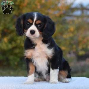 Bobby, Cavalier King Charles Spaniel Puppy